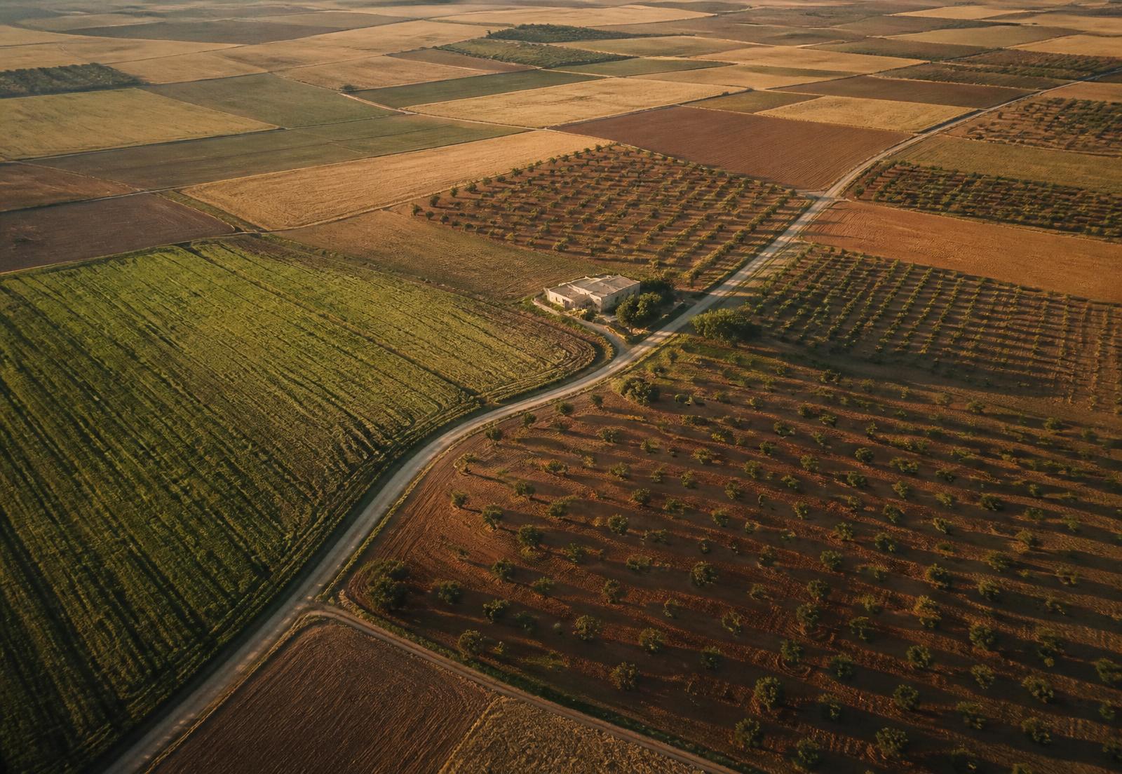 Vista aérea de parcelas de almendro y cereal en Albacete